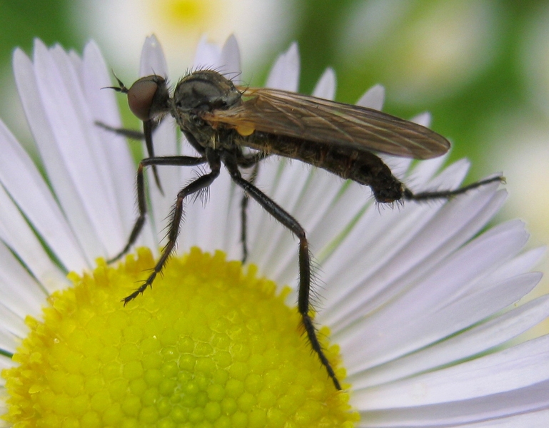 Empis